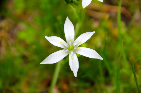 Fleur  © KETMALA’S KITCHEN 2012-13 