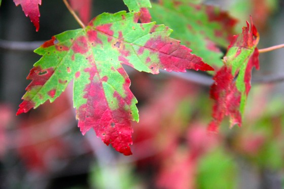 Maple Leaf Autumn Foliage © KETMALA’S KITCHEN 2012-13