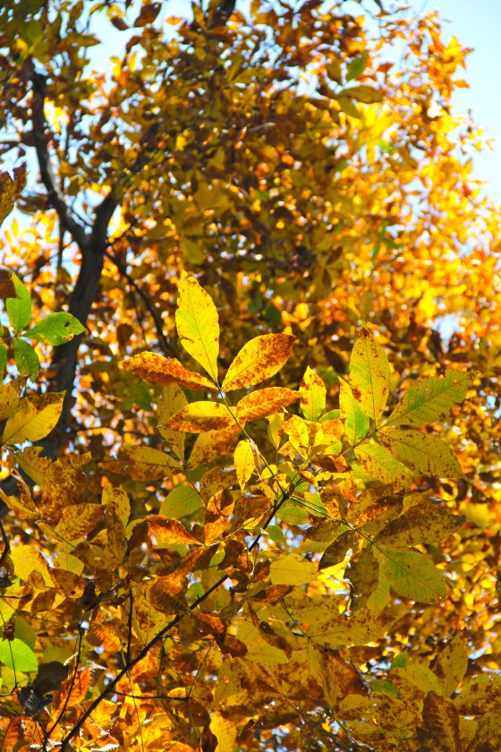 Fall © KETMALA’S KITCHEN 2012-13