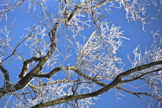 Icy Tree © KETMALA’S KITCHEN 2012-13