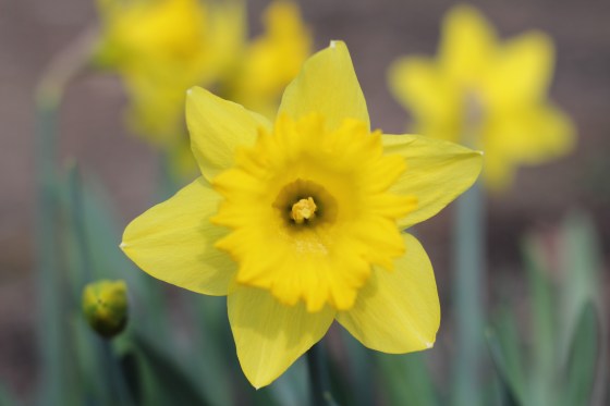 Happy Daffodils © KETMALA’S KITCHEN 2014