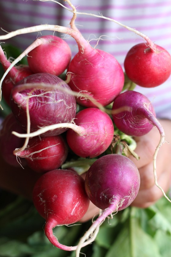 Radish RAW CLASS © KETMALA’S KITCHEN 2014 