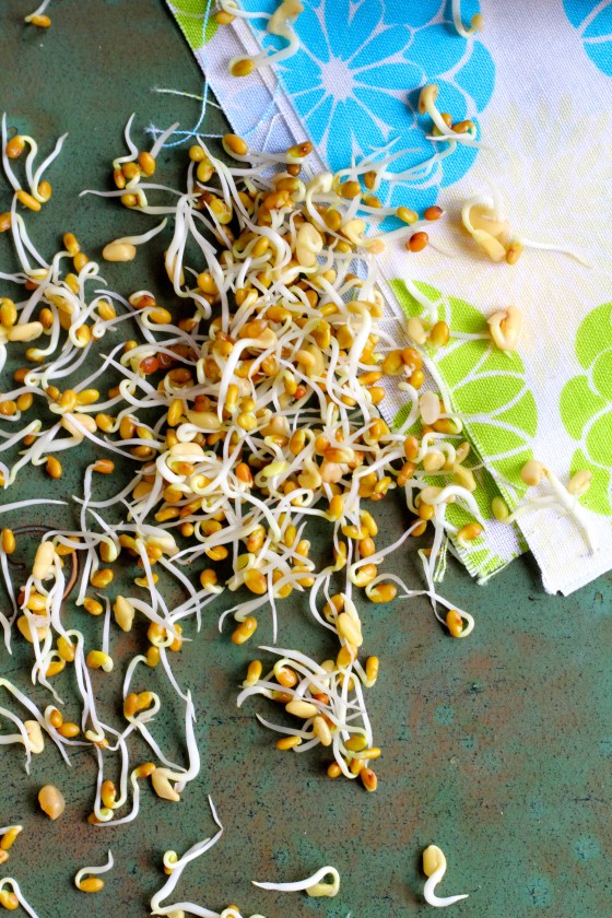 Nourishing Mixed Sprouts RAW CLASS © KETMALA’S KITCHEN 2014 