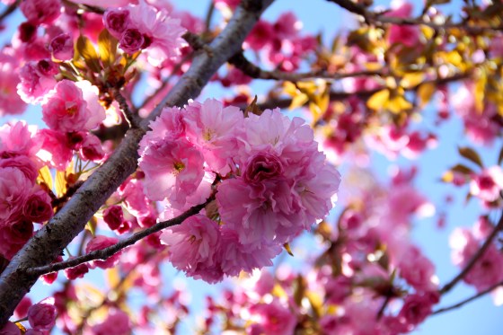 Spring Blossoms © KETMALA’S KITCHEN 2014 