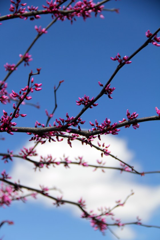 Spring Blooms © KETMALA’S KITCHEN 2014 