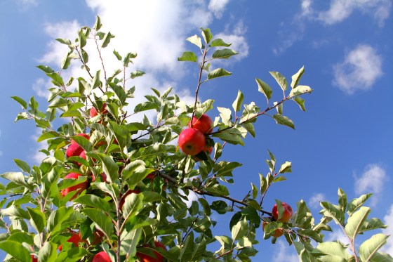 Topaz Apples @Ketmala's Kitchen 2014