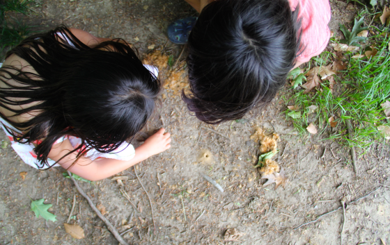 Ants' Hole Fascination